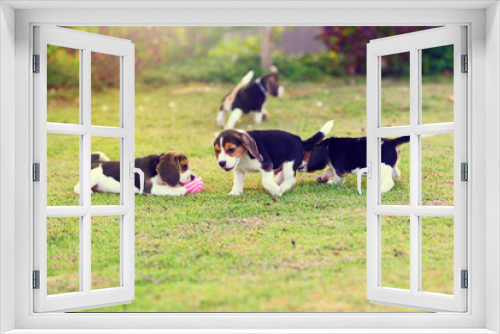 Fototapeta Naklejka Na Ścianę Okno 3D - Young Beagles playing in garden
