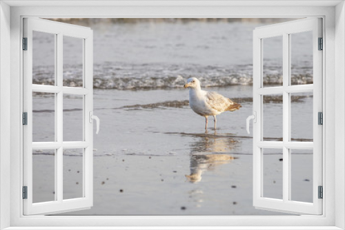 Fototapeta Naklejka Na Ścianę Okno 3D - White seagull in a beach shore