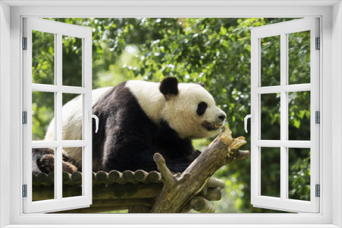 Fototapeta Naklejka Na Ścianę Okno 3D - Panda Bear lying in profile