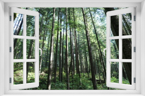 Fototapeta Naklejka Na Ścianę Okno 3D - Szene im Wald
