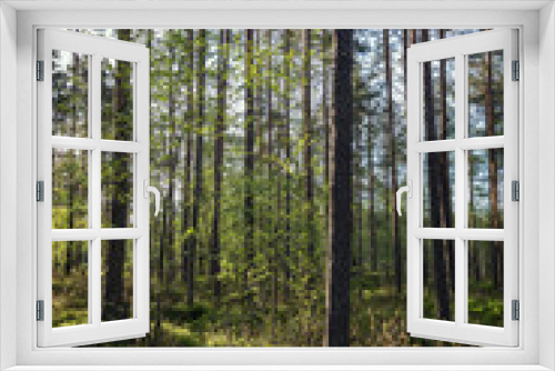 Fototapeta Naklejka Na Ścianę Okno 3D - Trees and plants in a lush and verdant forest in the evening in Finland in the summertime.