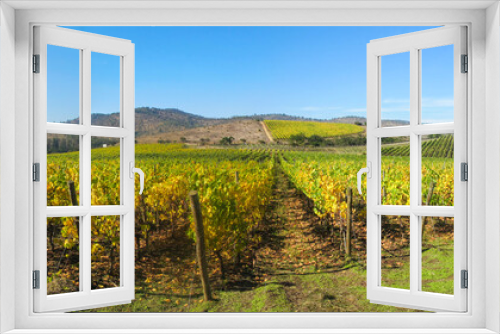 Fototapeta Naklejka Na Ścianę Okno 3D - Vineyard at Rosario Valley, near to Santiago - Chile