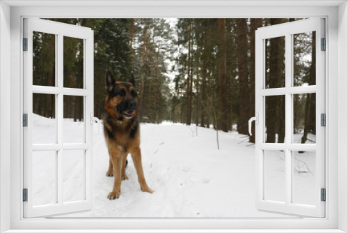 Fototapeta Naklejka Na Ścianę Okno 3D - Dog german shepherd in the forest