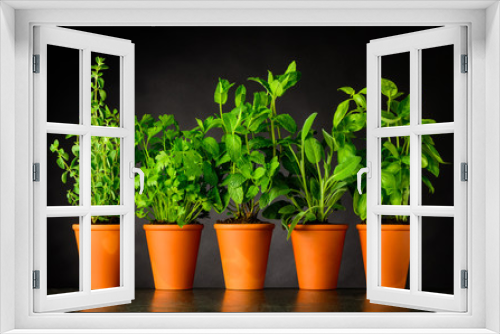 Fototapeta Naklejka Na Ścianę Okno 3D - Herb in Pottery Pots on Dark Background