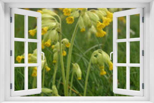 Fototapeta Naklejka Na Ścianę Okno 3D - Cowslip flowers in meadow