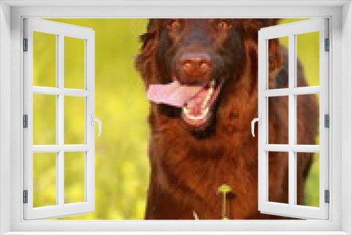 Fototapeta Naklejka Na Ścianę Okno 3D - Flat coated retriever dog running through the meadow