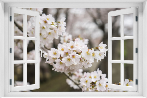 Fototapeta Naklejka Na Ścianę Okno 3D - Japan Cherry Blossom