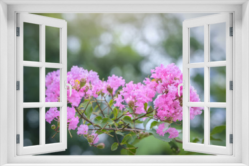 Fototapeta Naklejka Na Ścianę Okno 3D - Lagerstroemia indica flowers bloom in the garden with romantic pink for those who love flowers and pink, this flower usually blooms in summer in the tropics.