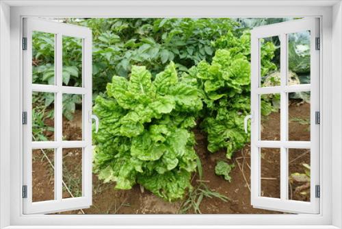 Fototapeta Naklejka Na Ścianę Okno 3D - 畑の野菜