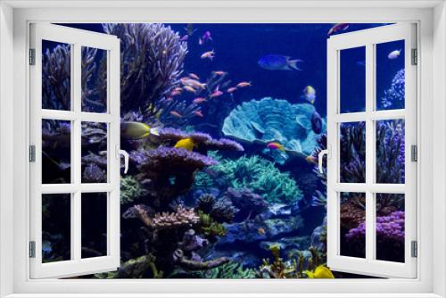Fototapeta Naklejka Na Ścianę Okno 3D - Aquarium Reef