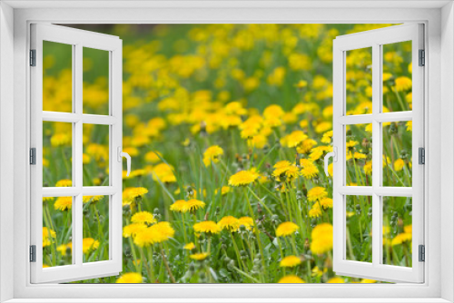 Fototapeta Naklejka Na Ścianę Okno 3D - Yellow blooming dandelions. Bright flowers dandelions on background of green spring meadow