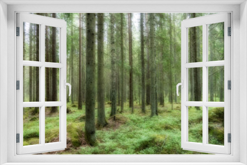 Fototapeta Naklejka Na Ścianę Okno 3D - Old forest background