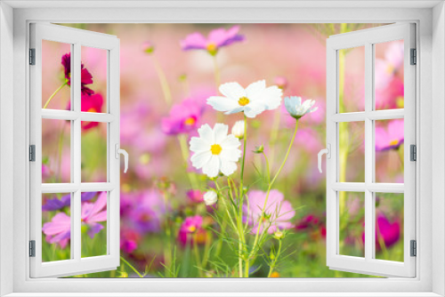 Fototapeta Naklejka Na Ścianę Okno 3D - Beautiful cosmos flower