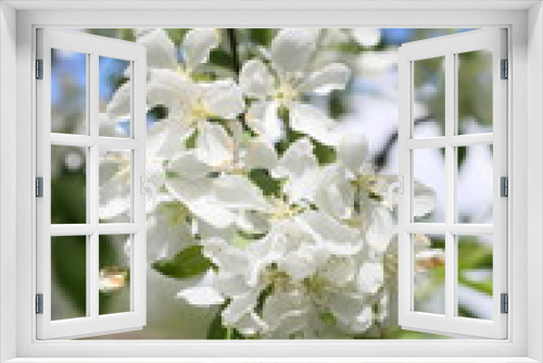 Fototapeta Naklejka Na Ścianę Okno 3D - A beautiful branch of apple blossoms.