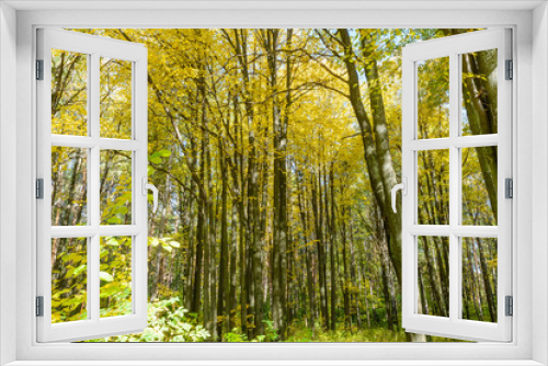 Fototapeta Naklejka Na Ścianę Okno 3D - Early autumn in the forest