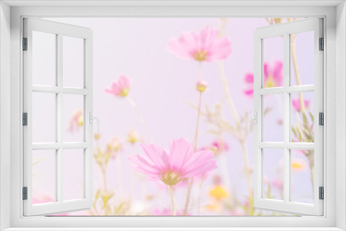 Fototapeta Naklejka Na Ścianę Okno 3D - Cosmos beauty flowers