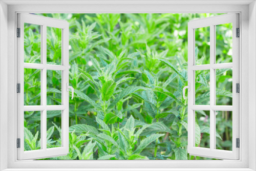 Fototapeta Naklejka Na Ścianę Okno 3D - Fresh green mint bushes