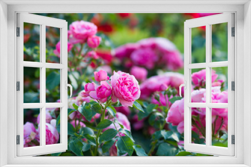 Fototapeta Naklejka Na Ścianę Okno 3D - pink roses bush