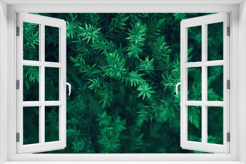 Fototapeta Naklejka Na Ścianę Okno 3D - Spruce Branches Closeup