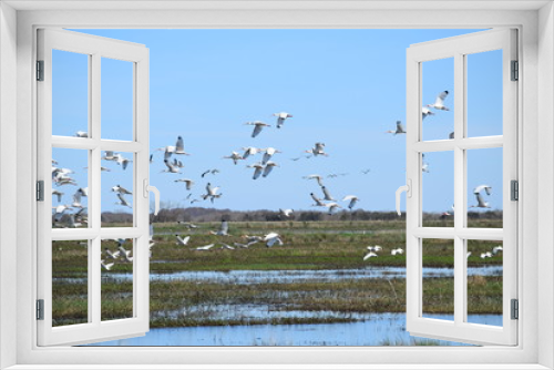 Fototapeta Naklejka Na Ścianę Okno 3D - Birds in Lacassine National Wildlife Refuge 