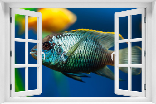 Fototapeta Naklejka Na Ścianę Okno 3D - Nannacara. Blue aquarium fish on a background other fish. Cichlids.