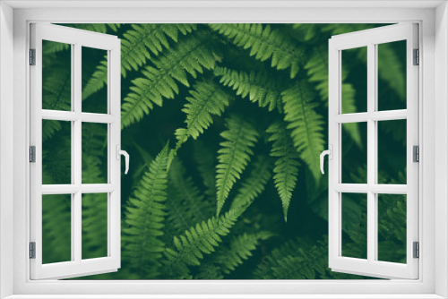 Fototapeta Naklejka Na Ścianę Okno 3D - Fresh fern macro image. Horizontal orientation.