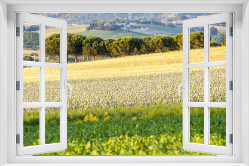 Fototapeta Naklejka Na Ścianę Okno 3D - Campo coltivato