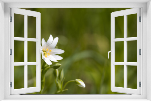 Fototapeta Naklejka Na Ścianę Okno 3D - White summer flower closeup