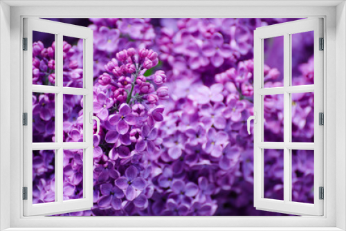 Fototapeta Naklejka Na Ścianę Okno 3D - Macro image of spring soft violet lilac flowers, natural seasonal floral background. Can be used as holiday card with copy space.