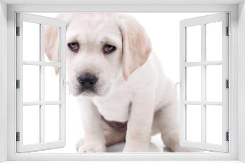 Fototapeta Naklejka Na Ścianę Okno 3D - Tired and sick Labrador Retriever puppy dog on white