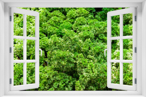 Fototapeta Naklejka Na Ścianę Okno 3D - Pattern of leaves green