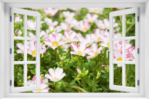 Fototapeta Naklejka Na Ścianę Okno 3D - Common Purslane, Verdolaga, Pigweed, Little Hogweed or Pusley flower