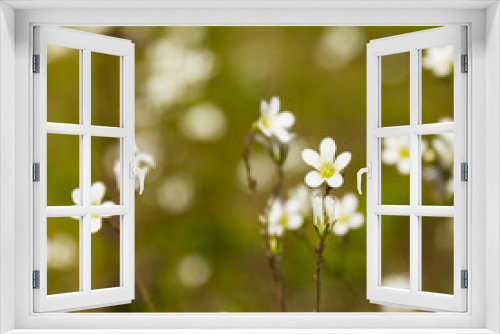 Fototapeta Naklejka Na Ścianę Okno 3D - Meadow Saxifrage