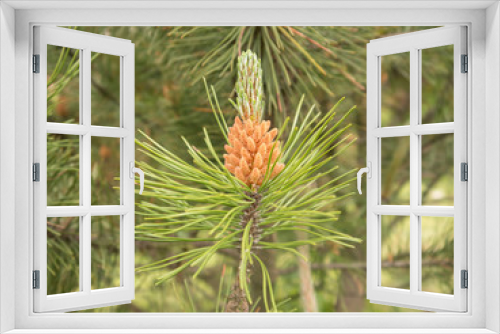 Fototapeta Naklejka Na Ścianę Okno 3D - Pine tree brown young shoot on green branch