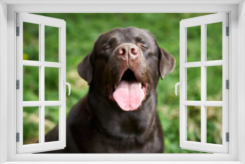 Fototapeta Naklejka Na Ścianę Okno 3D - Black labrador dog, the dog stuck out his tongue