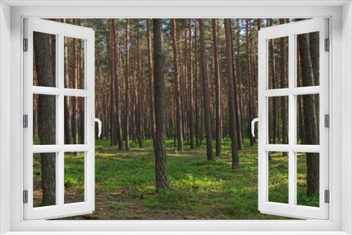 Fototapeta Naklejka Na Ścianę Okno 3D - Sosnowy las.
