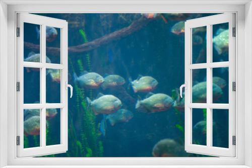 Fototapeta Naklejka Na Ścianę Okno 3D - dangerous piranha in the water