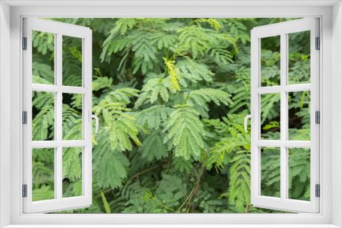 Fototapeta Naklejka Na Ścianę Okno 3D - Leaf Texture