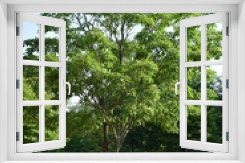 Fototapeta Naklejka Na Ścianę Okno 3D - ナンジャモンジャの木