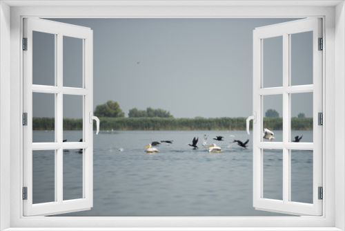 Fototapeta Naklejka Na Ścianę Okno 3D - Landscape with white pelicans in Danube Delta, Romania, in a summer sunny day