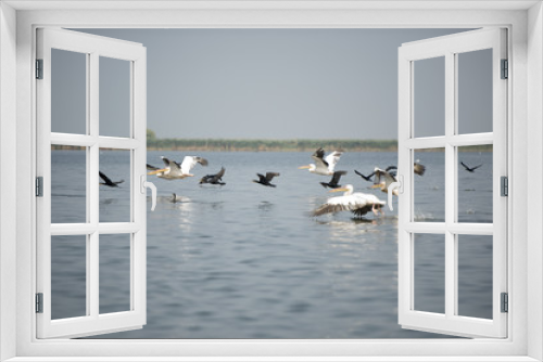 Fototapeta Naklejka Na Ścianę Okno 3D - Landscape with white pelicans in Danube Delta, Romania, in a summer sunny day
