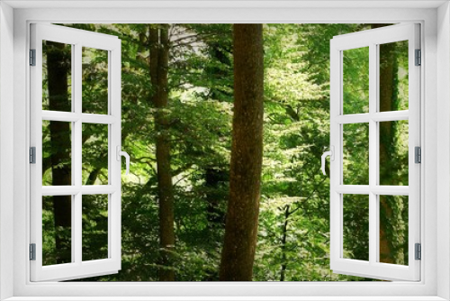 Fototapeta Naklejka Na Ścianę Okno 3D - forêt....arbres