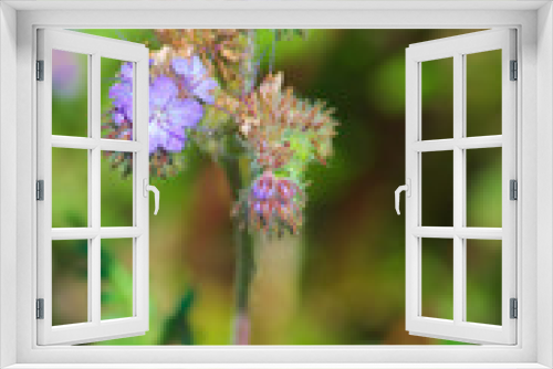 Fototapeta Naklejka Na Ścianę Okno 3D - Geranium