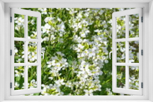 Fototapeta Naklejka Na Ścianę Okno 3D - The flowers of Arabis in the garden