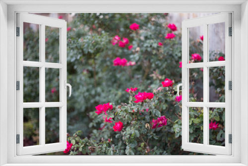 Fototapeta Naklejka Na Ścianę Okno 3D - Pink Rose Bush