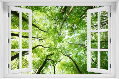 Fototapeta Naklejka Na Ścianę Okno 3D - Tree canopies