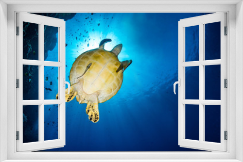 Fototapeta Naklejka Na Ścianę Okno 3D - Turtle under the sun