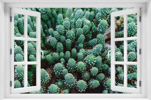 Fototapeta Naklejka Na Ścianę Okno 3D - Cactus closeup