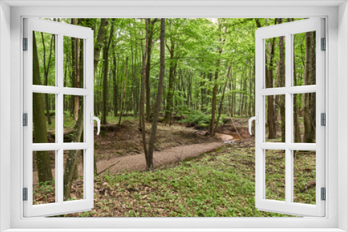 Fototapeta Naklejka Na Ścianę Okno 3D - Deciduous forest in the summer