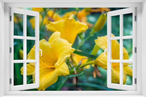 Fototapeta Naklejka Na Ścianę Okno 3D - Yellow daylily blooms Hemerocallis lilioasphodelus